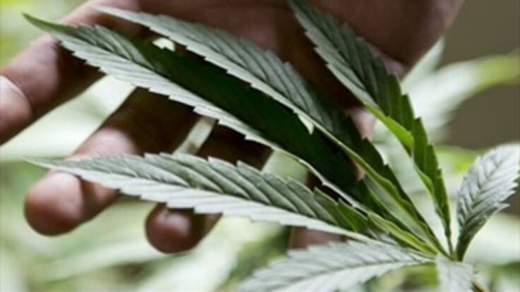 Para 2015 se aplaza discusión sobre la marihuana medicinal