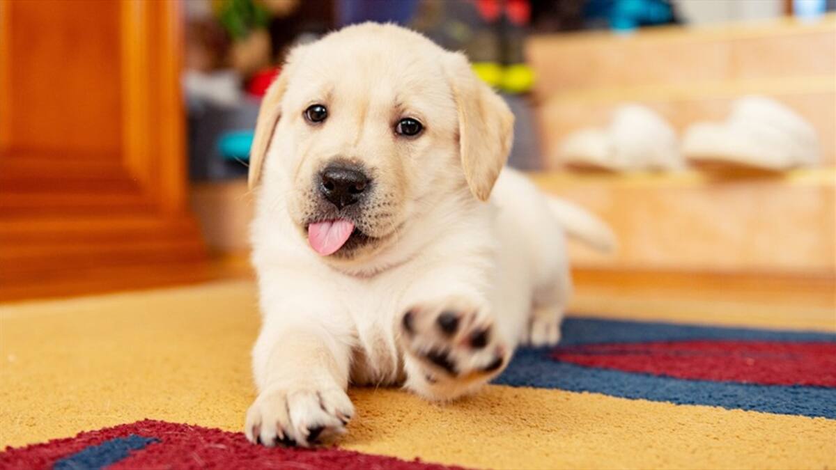 ¿Dónde debe dormir un cachorro? Recomendaciones para la cama y otros cuidados