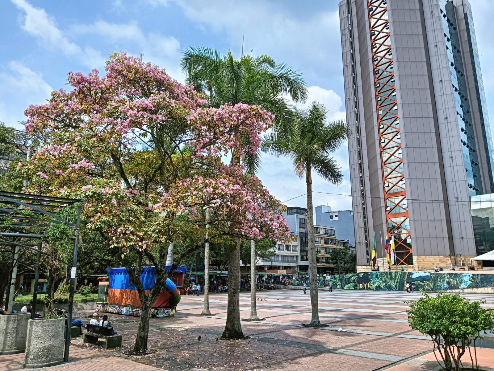Guaycanes florecidos en la plaza de Bolívar de Armenia. Foto Adrián Trejos