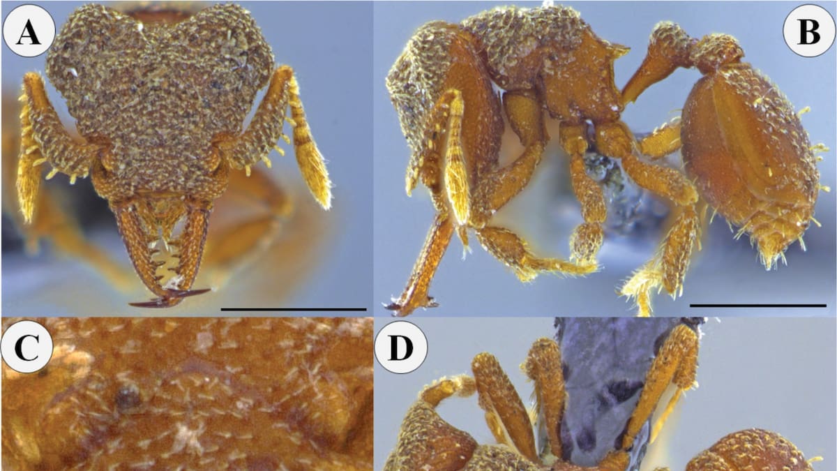 Biólogo Andrés Felipe Posada y la nueve especie de hormiga