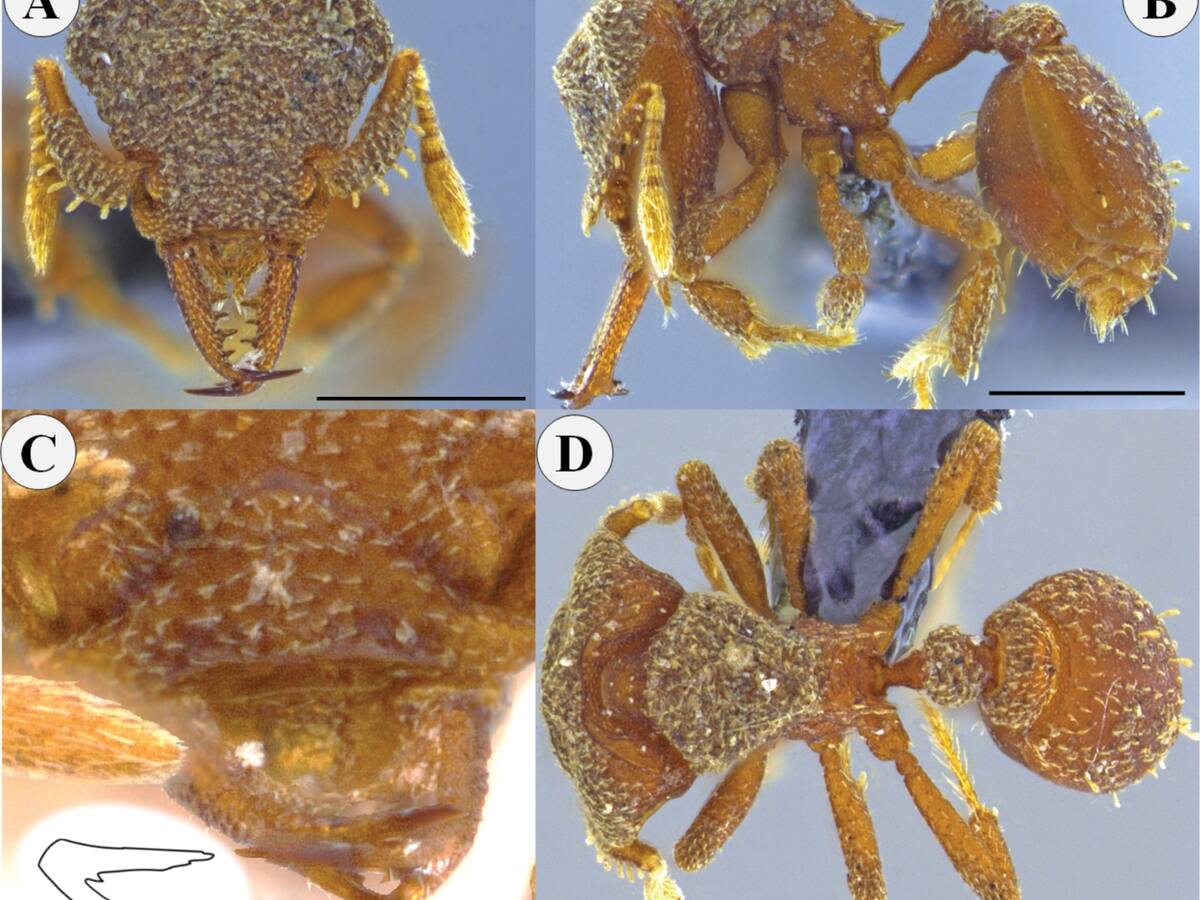 En Armenia, biólogos de la Uniquindío hallan diminuta y nueva especie de hormiga