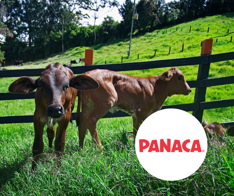 Terneras y logo Parque Panaca (Getty Images)