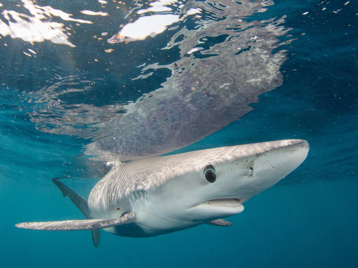 Tiburones en zonas costeras de Brasil dieron positivo para cocaína: le contamos por qué