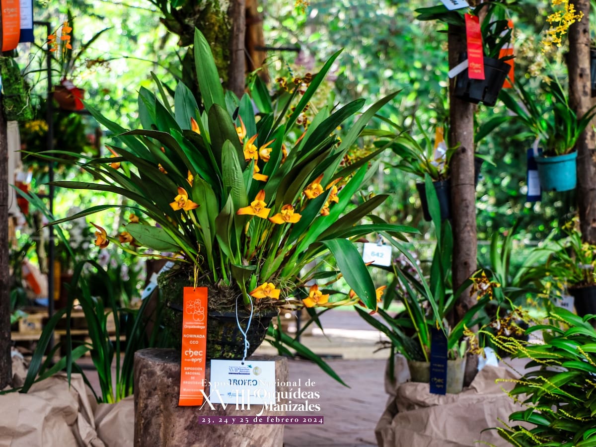 Exposición Nacional de Orquídeas Manizales, en su edición 18 con más belleza y naturaleza
