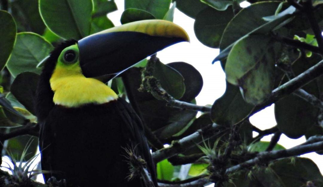 Huila realizará su Tercer Festival de Aves