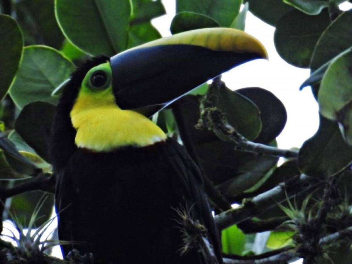 Huila realizará su Tercer Festival de Aves