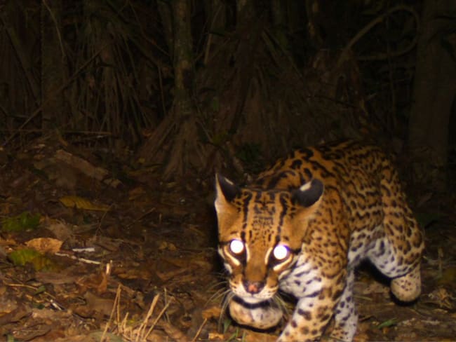Cámaras trampa registran 42 especies en el corazón de la Amazonía