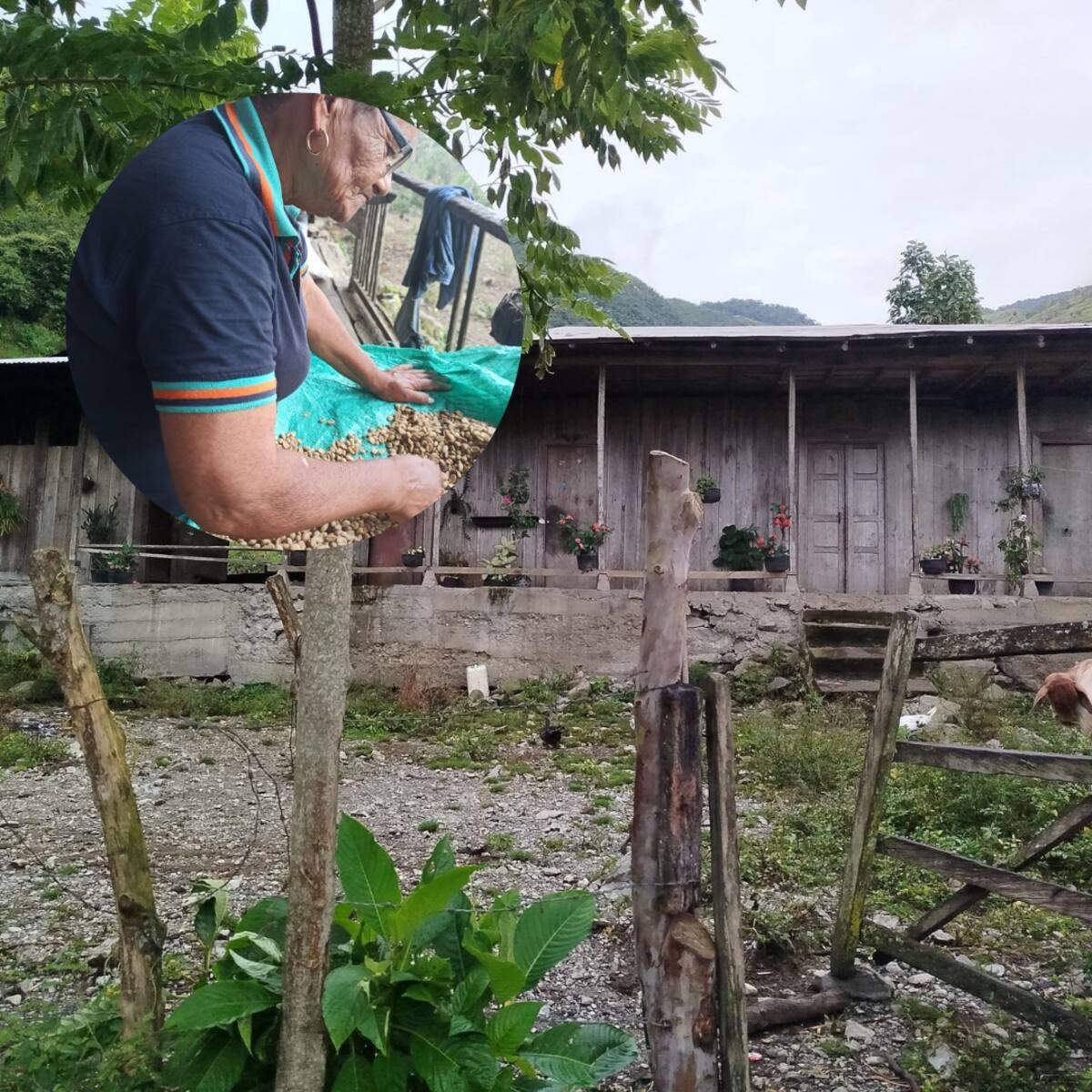 “Cuando murió mi madre no hubo combate”: familia de adulta mayor asesinada en Ituango pide justicia