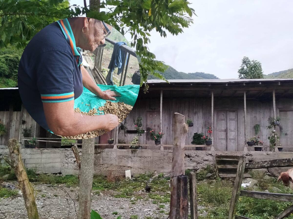 “Cuando murió mi madre no hubo combate”: familia de adulta mayor asesinada en Ituango pide justicia