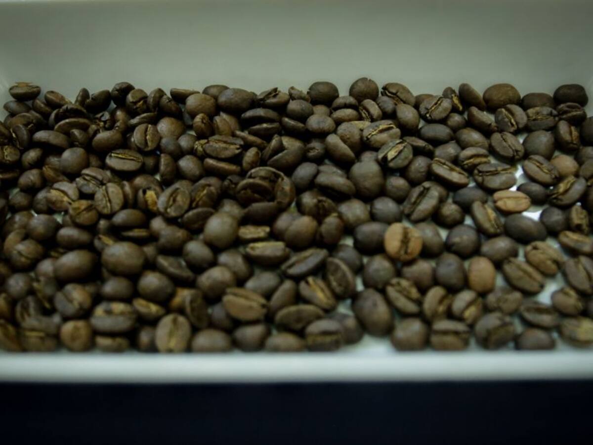 Revelan secuencia completa del genoma de la broca del café