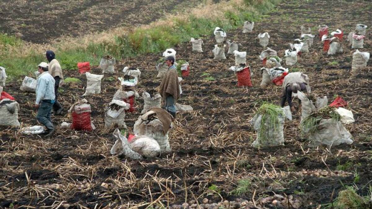 Agrotunja busca eliminar intermediarios en zona rural