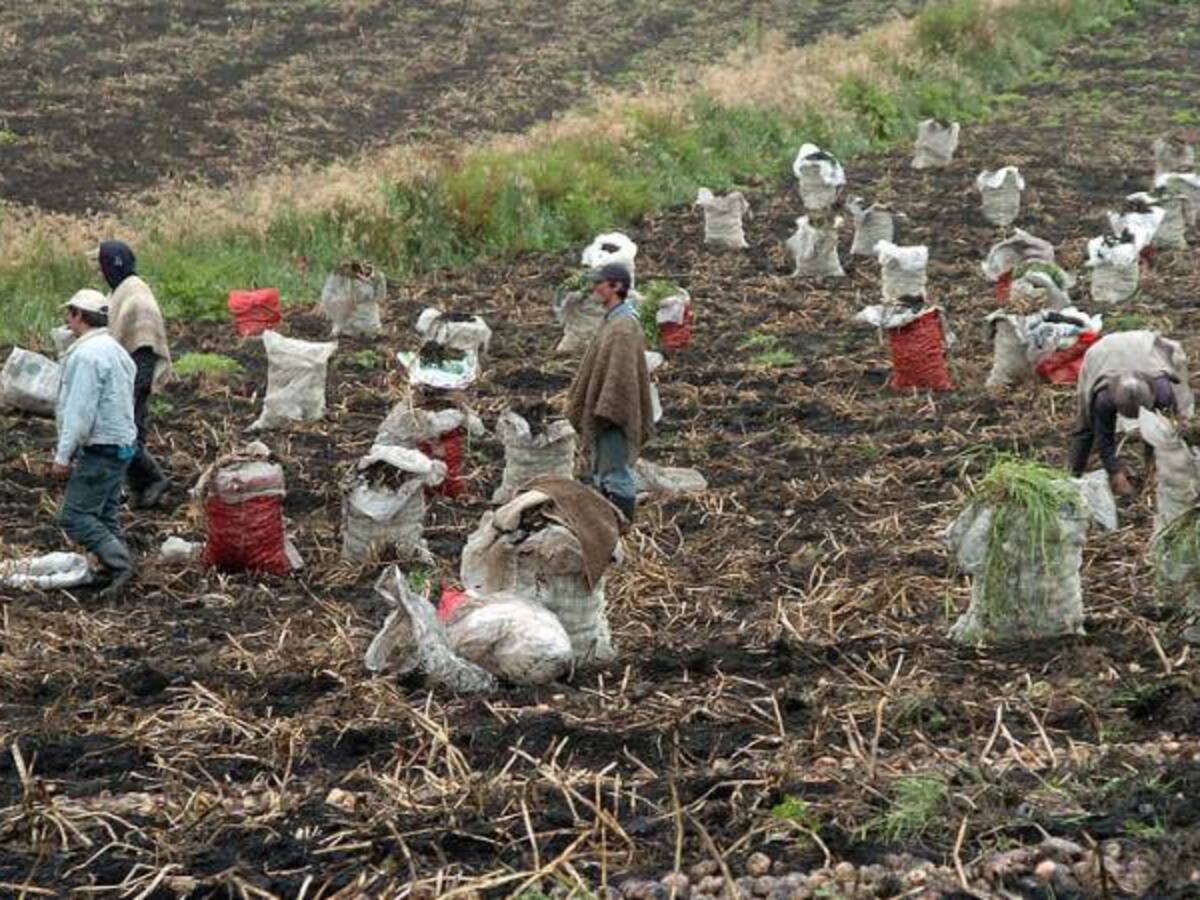 Agrotunja busca eliminar intermediarios en zona rural