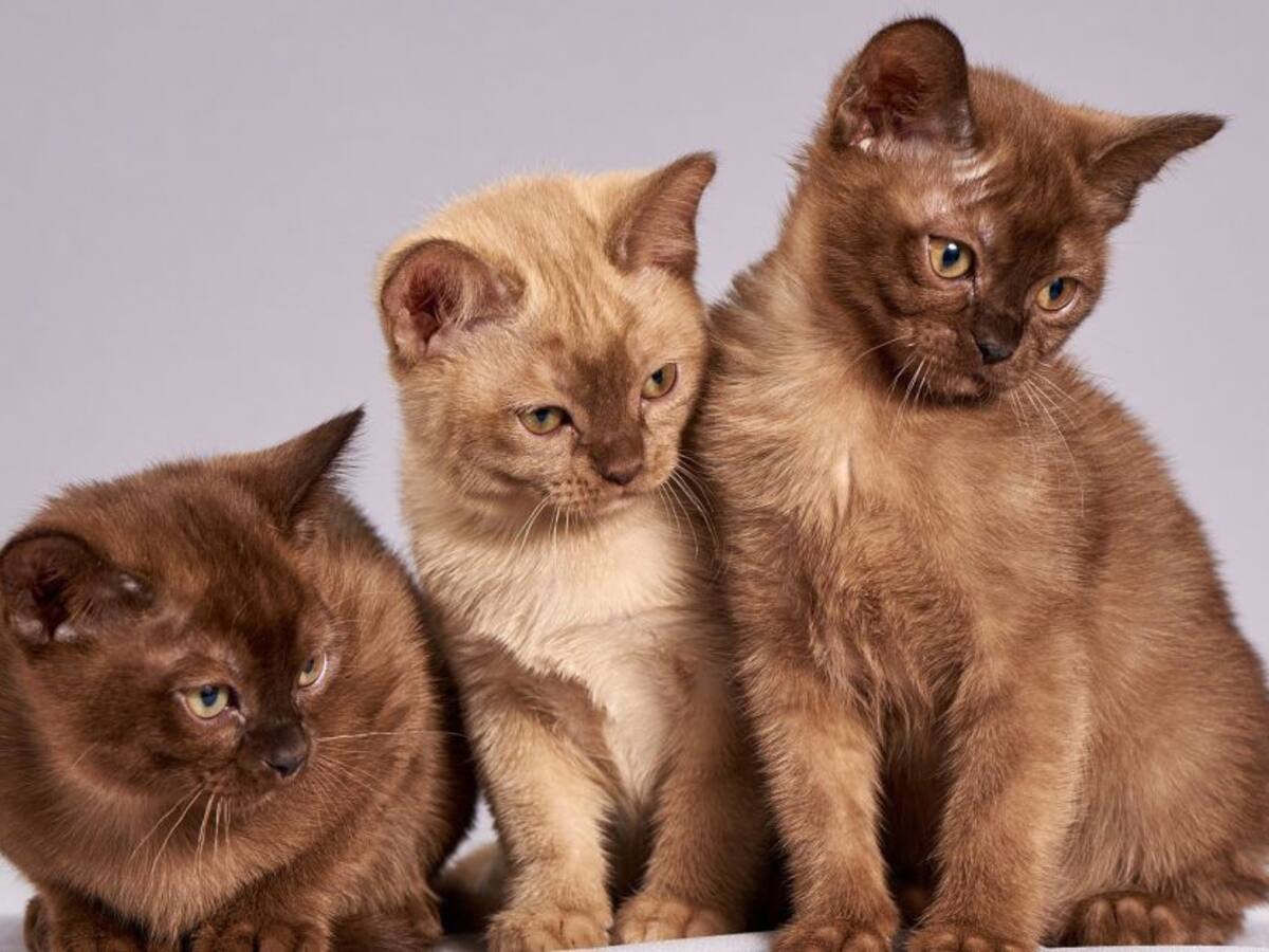 Escuche el programa Mascotas Caracol 12 de Junio