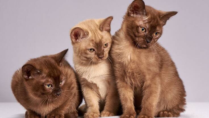 Escuche el programa Mascotas Caracol 12 de Junio