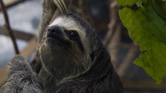 Con una pistola de perdigones, intentaron bajar de un árbol a una osa perezosa. Foto: Getty Images - Imagen de referencia