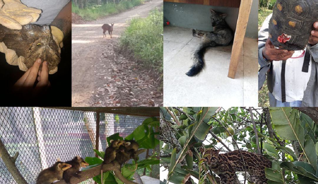 Imágenes de algunos de los animales recuperados