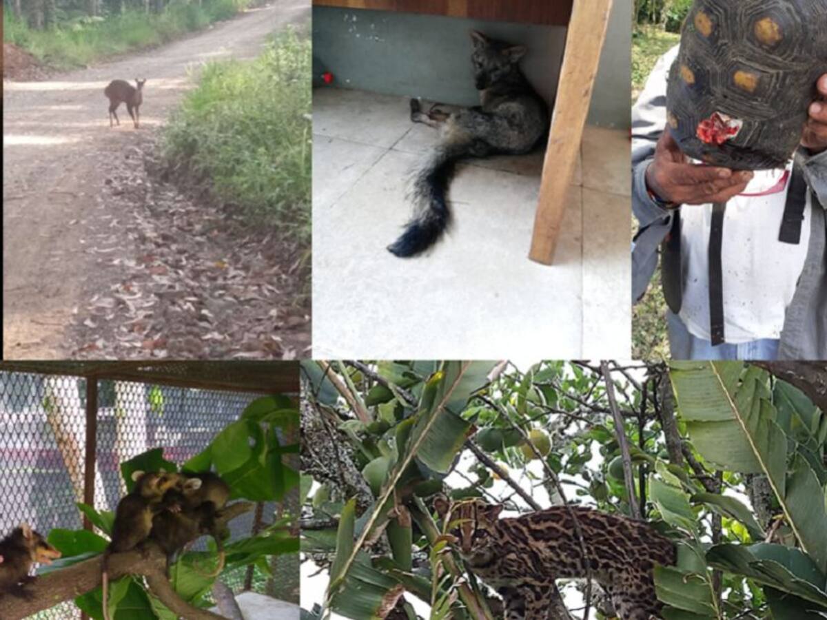 Cada vez más animales silvestres se acercan a las cabeceras municipales