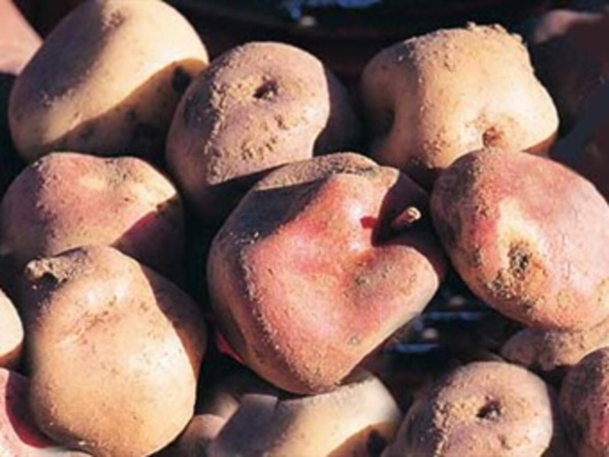 En un 25% se redujo siembra de papa en Nariño por el clima