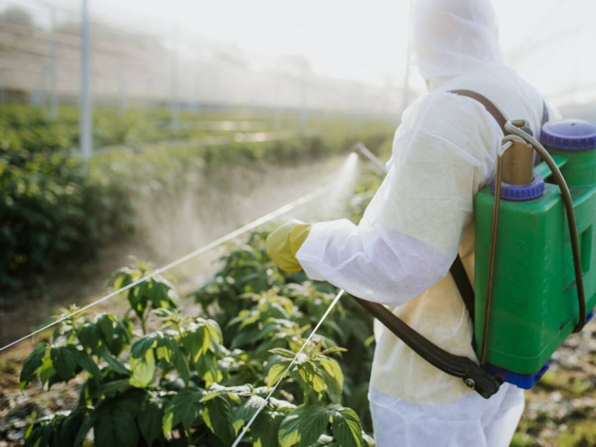 Agricultura intensiva aumenta los riesgos de pandemia