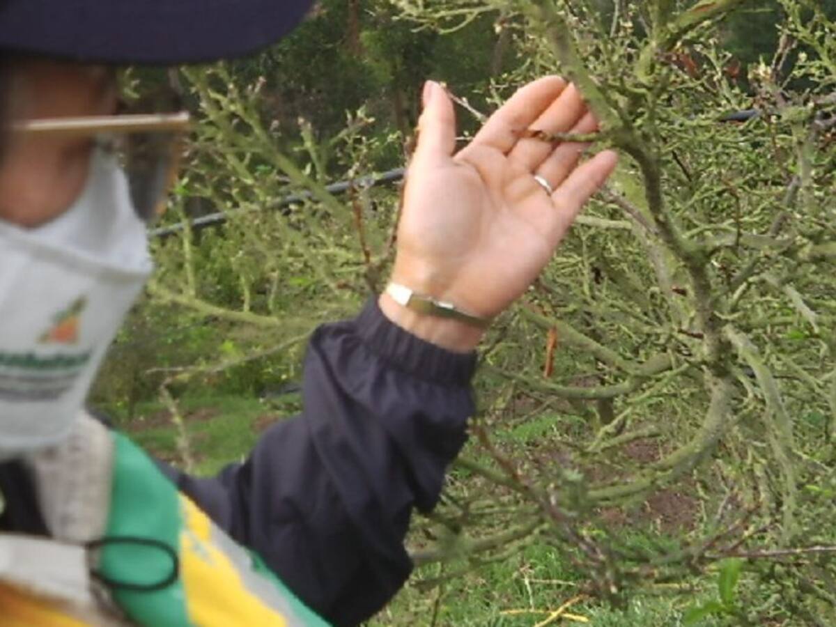 Las plantas que en Colombia duermen largamente, en periodos de frío