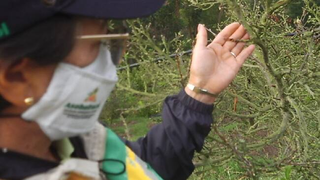 Ingeniera Aura Elsa Sogamoso Hurtado