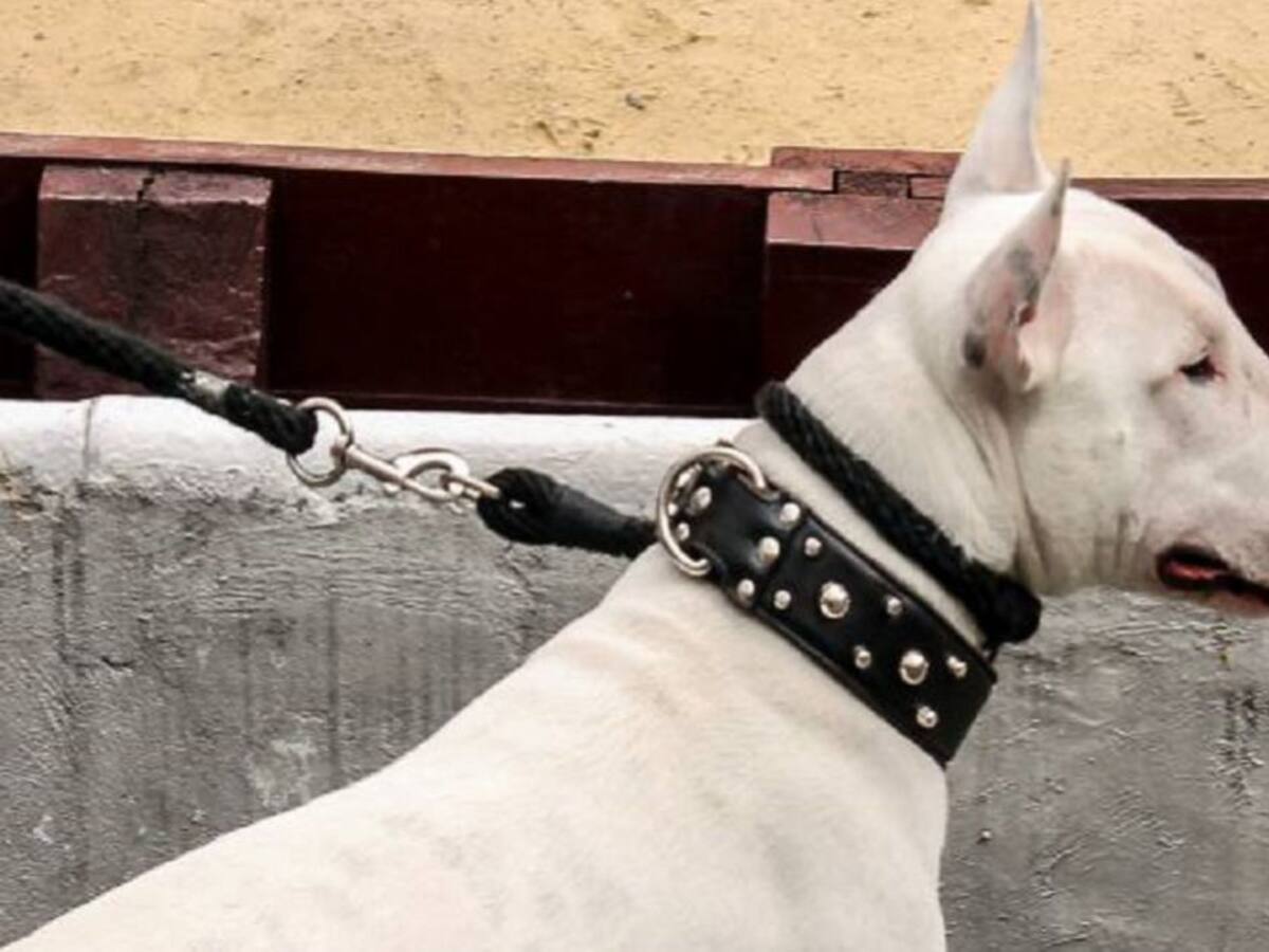 Menor mordida por perro Pitbull necesita urgente una operación