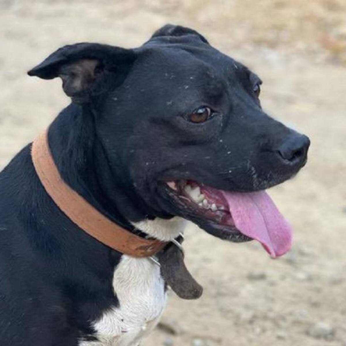 A puñaladas habría sido asesinada una perrita en Santander