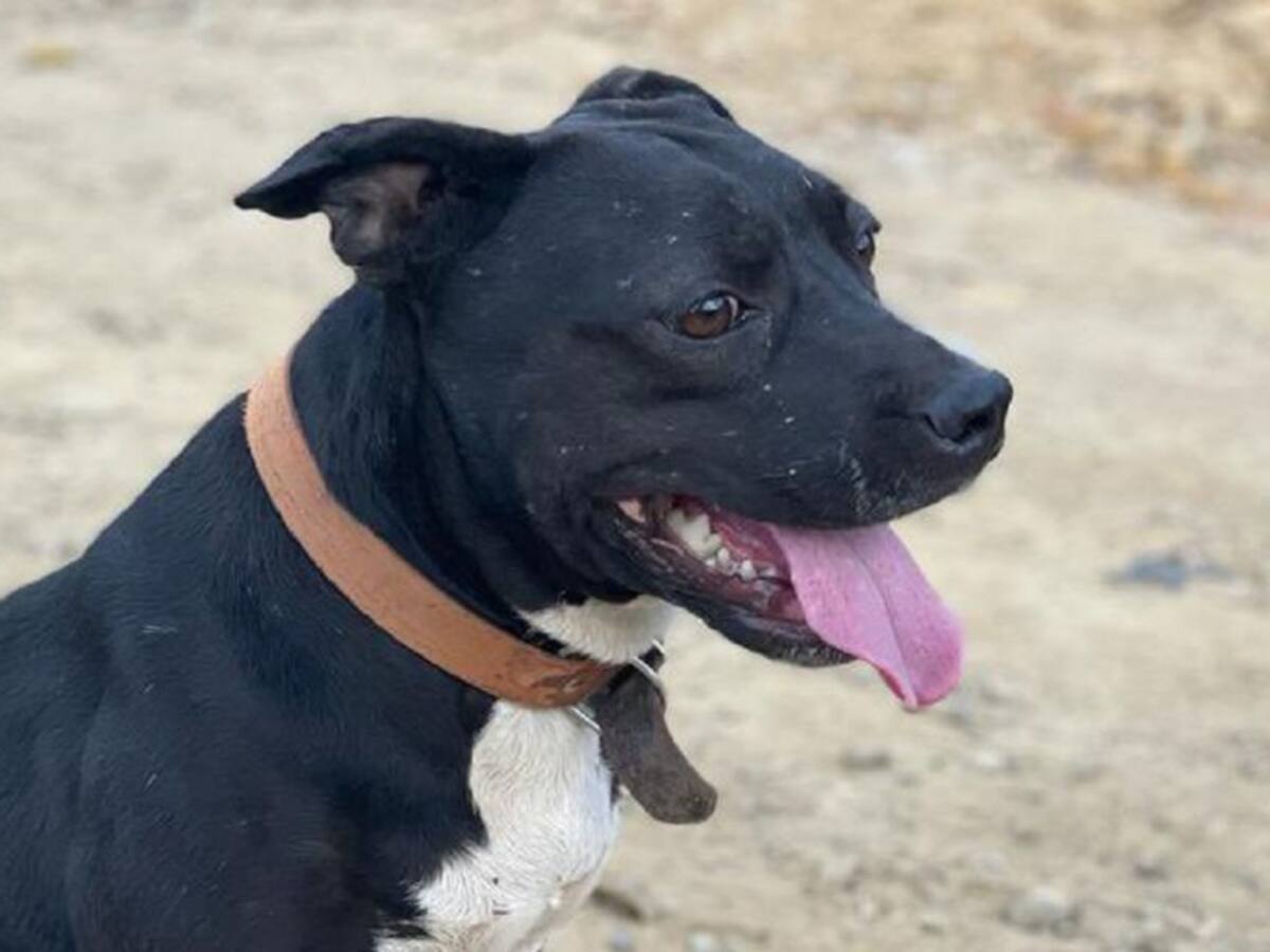 A puñaladas habría sido asesinada una perrita en Santander