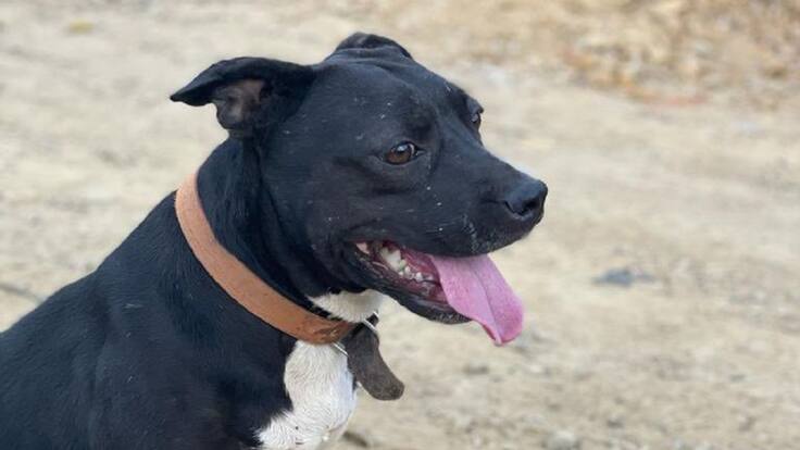 A puñaladas habría sido asesinada una perrita en Santander