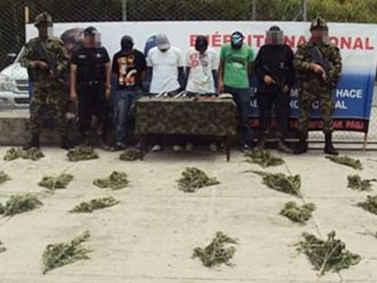 En medio de cultivos de café y plátano ocultaban cultivo de marihuana en Risaralda