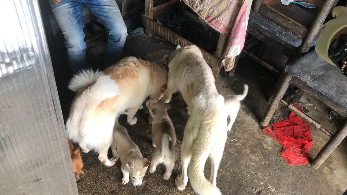 En Cúcuta, más de 5.000 perros y gatos se encuentran en hogares de paso