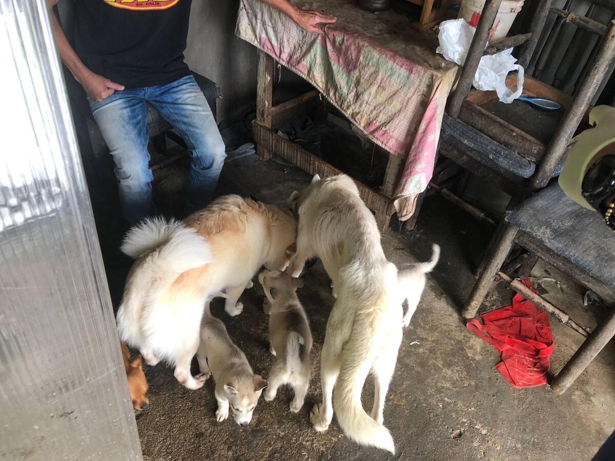 Recuperan 11 perros en mal estado de un criadero en el nororiente de Medellín