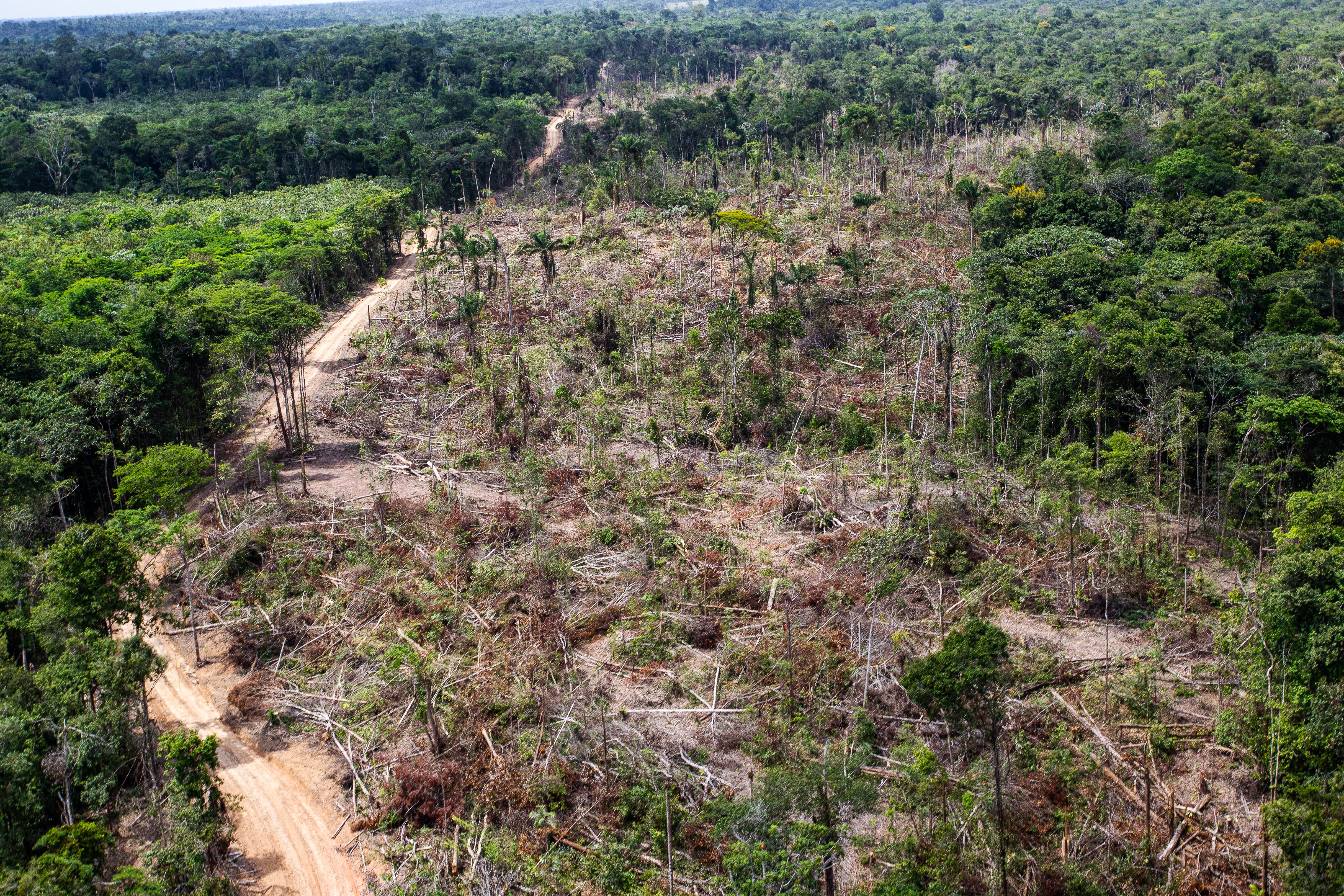 En términos económicos, según la UNODC-SIMCI (2025) el rendimiento promedio anual de los cultivos de coca oscila entre 7,8 kg de clorhidrato de cocaína/hectárea cosechada en áreas de desconcentración como el arco amazónico y hasta 10,7 kg/ha en áreas de concentración como el enclave de Putumayo. | Foto: Getty Images
