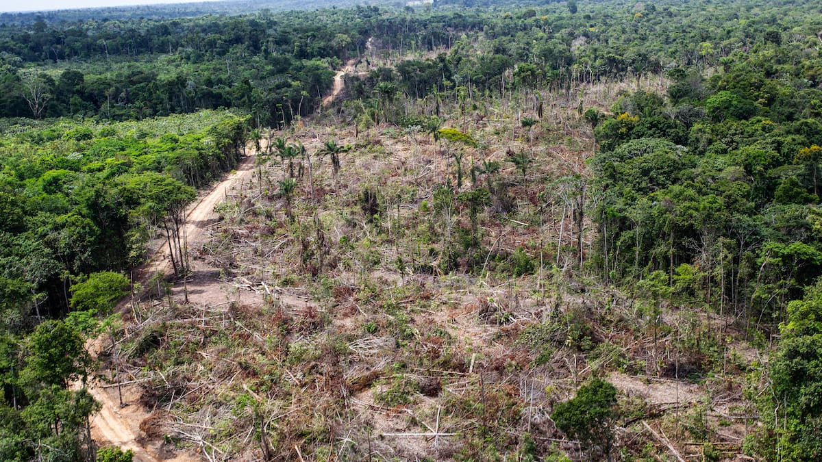 El negocio detrás del bosque que arde: economías ilegales y silencio electoral en la Amazonía