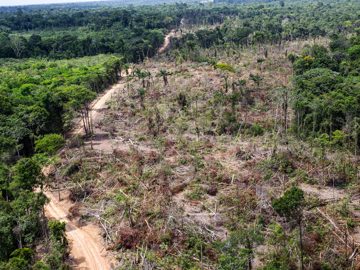 El negocio detrás del bosque que arde: economías ilegales y silencio electoral en la Amazonía