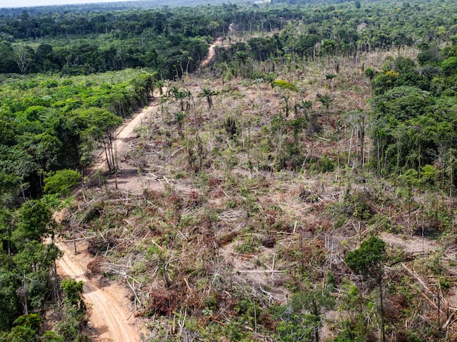 En términos económicos, según la UNODC-SIMCI (2025) el rendimiento promedio anual de los cultivos de coca oscila entre 7,8 kg de clorhidrato de cocaína/hectárea cosechada en áreas de desconcentración como el arco amazónico y hasta 10,7 kg/ha en áreas de concentración como el enclave de Putumayo. | Foto: Getty Images