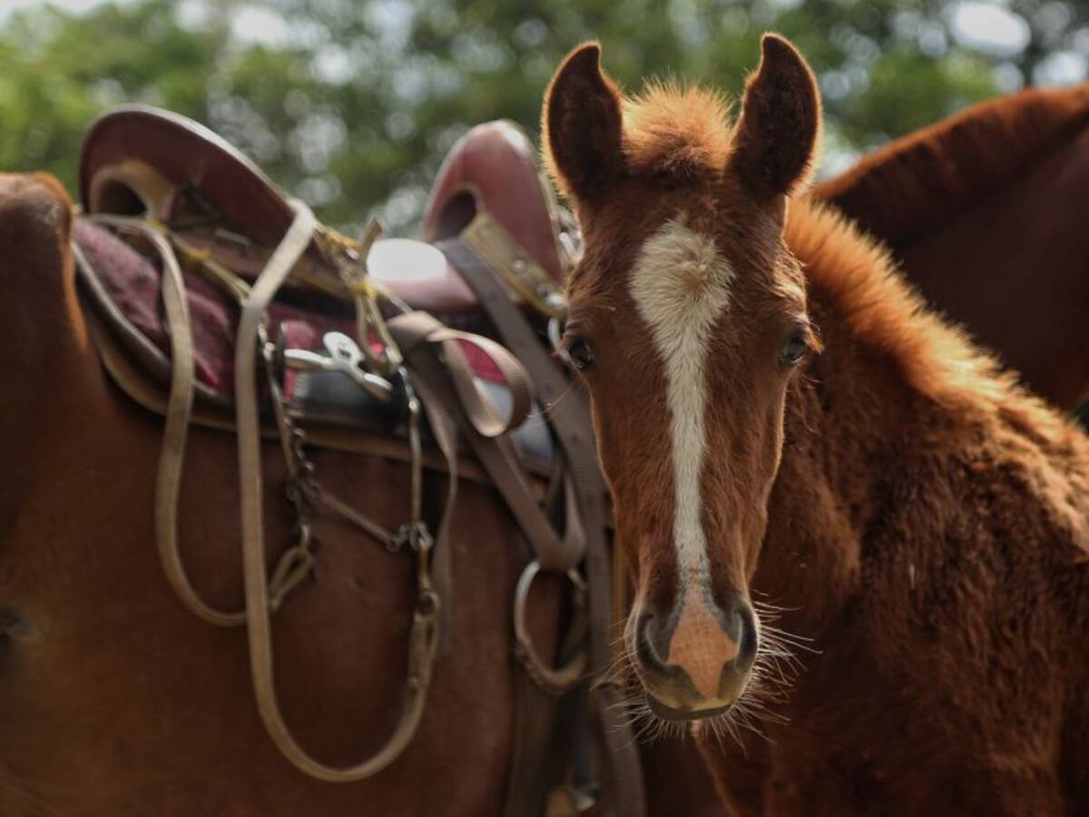 En Bolívar ICA realiza campaña de vacunación equina
