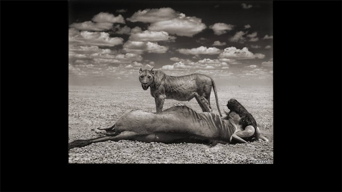 "El paisaje retiene la intensa belleza de las obras anteriores de Brandt, pero en muchas imágenes de esta serie hay un sentido de tragedia y destrucción", afirma la Galería Atlas. Aquí, huellas de elefante también en el Parque Nacional Amboseli.