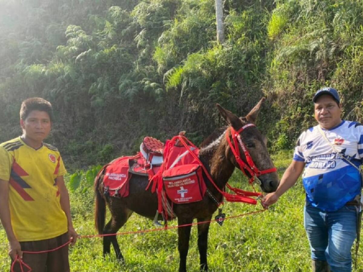 Con mulas se brinda asistencia médica a comunidades indígenas en Chitagá