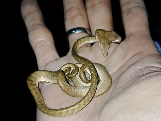 ¡Qué susto! Serpiente de dos cabezas fue hallada en Indonesia