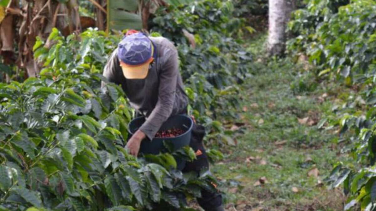 Líderes cafeteros convocan nuevamente a paro nacional