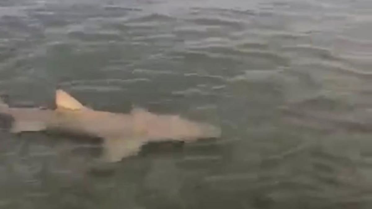Tiburón gato pasea por las playas de Santa Marta