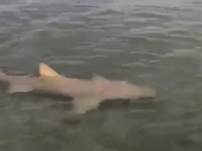 Tiburón gato pasea por las playas de Santa Marta