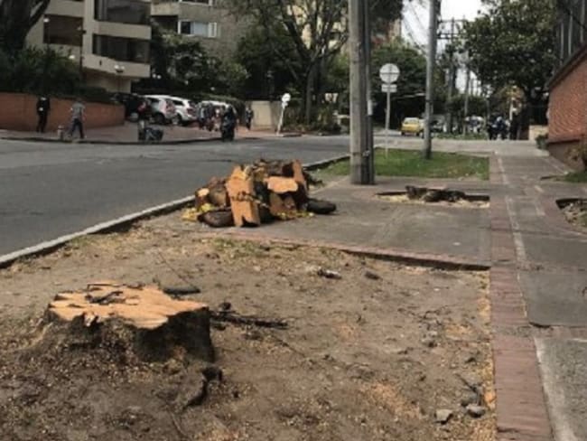 Hasta un millón de pesos cuesta talar un árbol en Bogotá