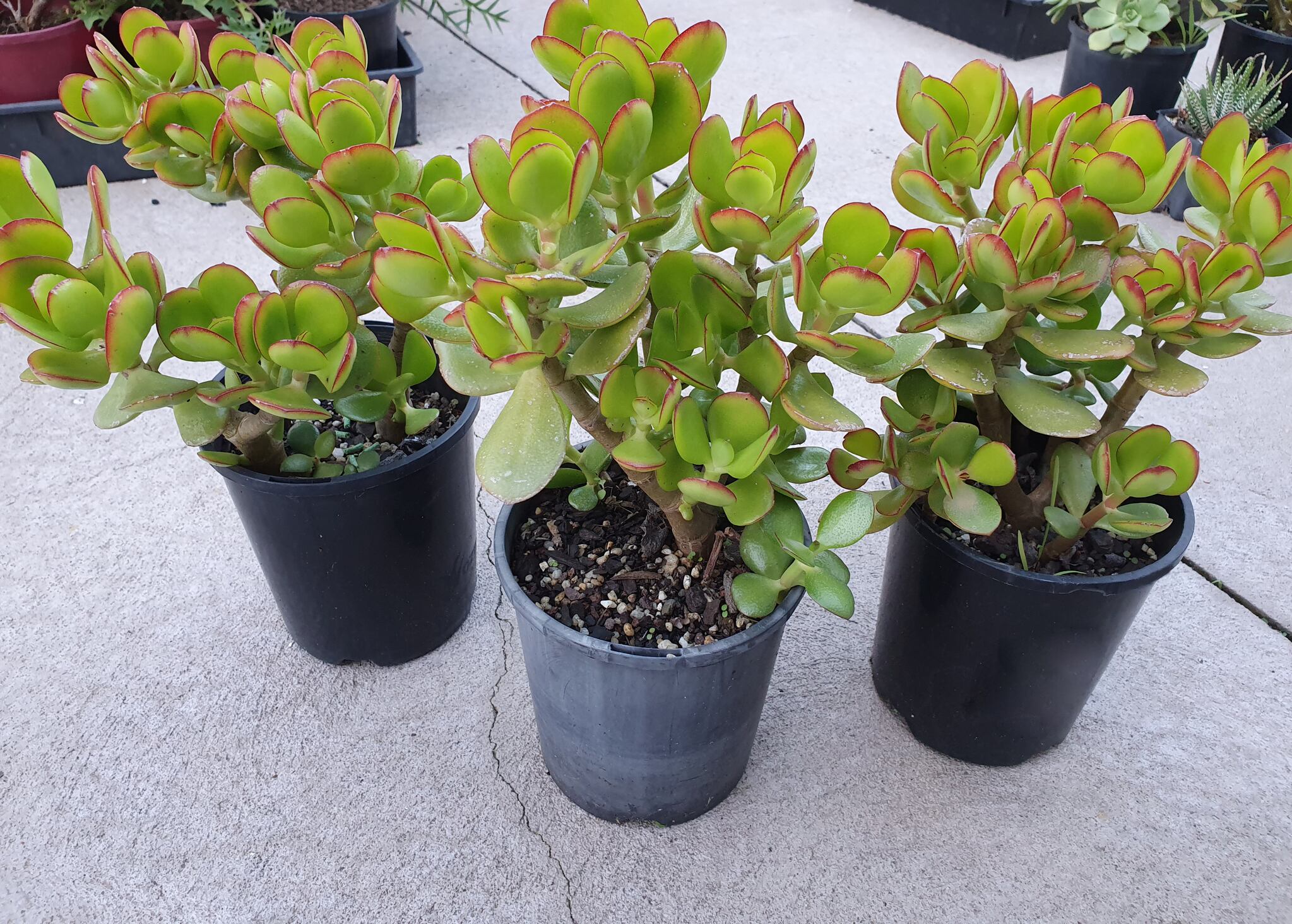 Planta de jade, imagen de referencia // Getty Images