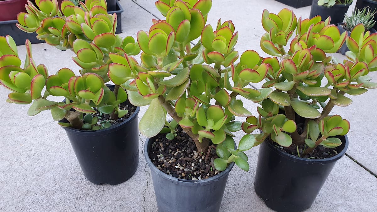 ¿Cómo hacer que crezca más rápido la planta de jade? 5 recomendaciones de expertos