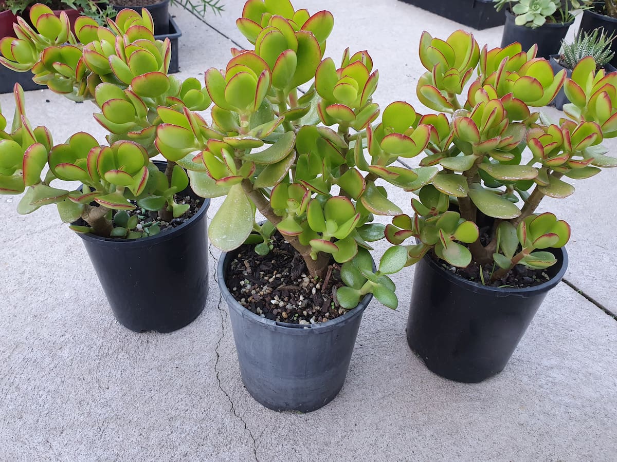 ¿Cómo hacer que crezca más rápido la planta de jade? 5 recomendaciones de expertos