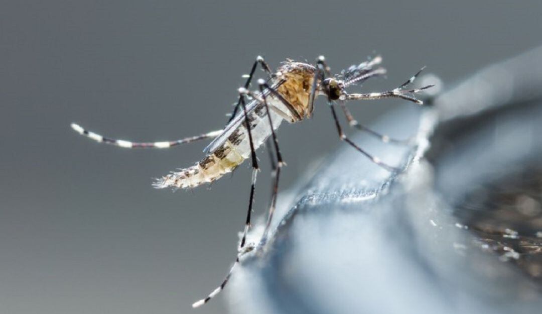 Autoridades en alerta por aumento de casos de dengue