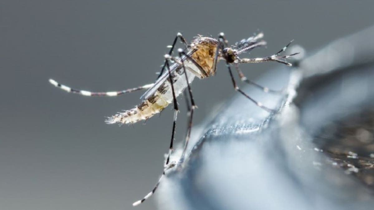Autoridades en alerta por aumento de casos de dengue