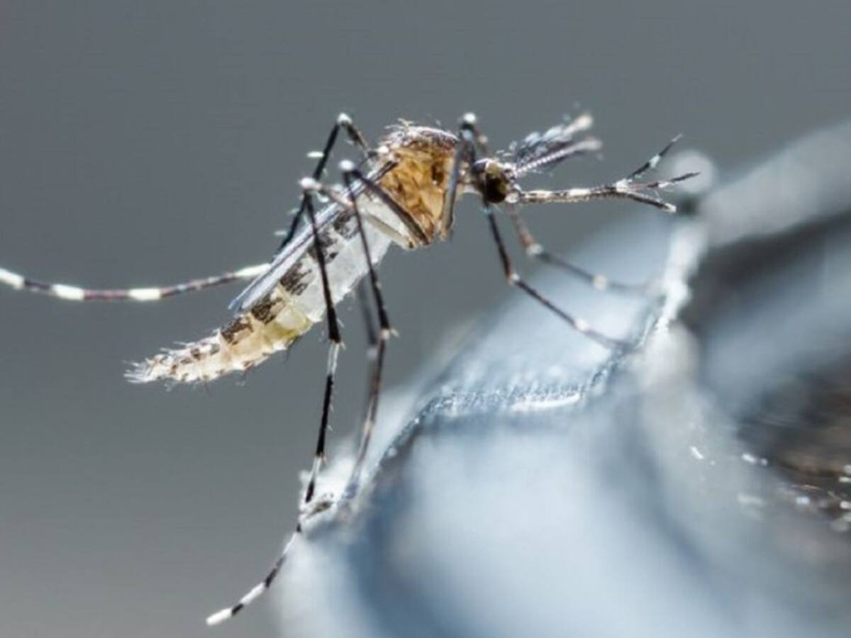 Autoridades en alerta por aumento de casos de dengue